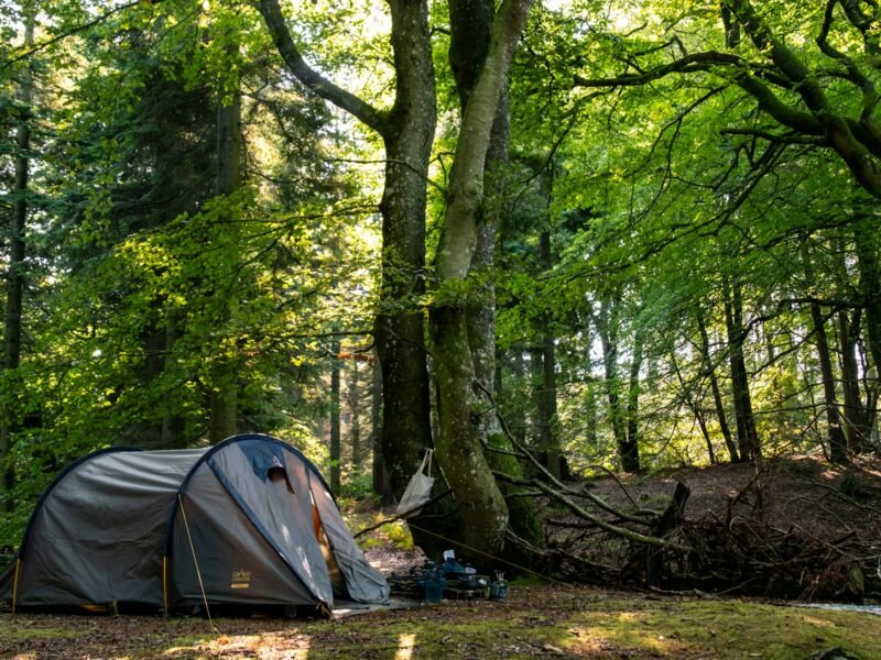best camping tents set up in the forest